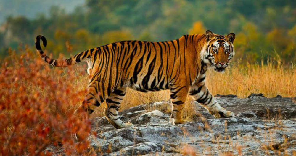 panna-tiger-reserve-in-panna-3