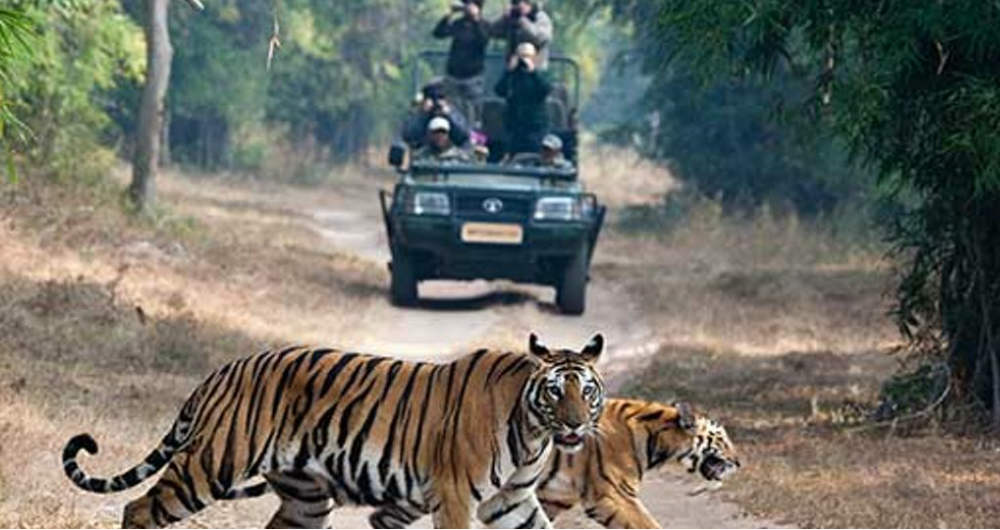 panna-tiger-reserve-in-panna-2