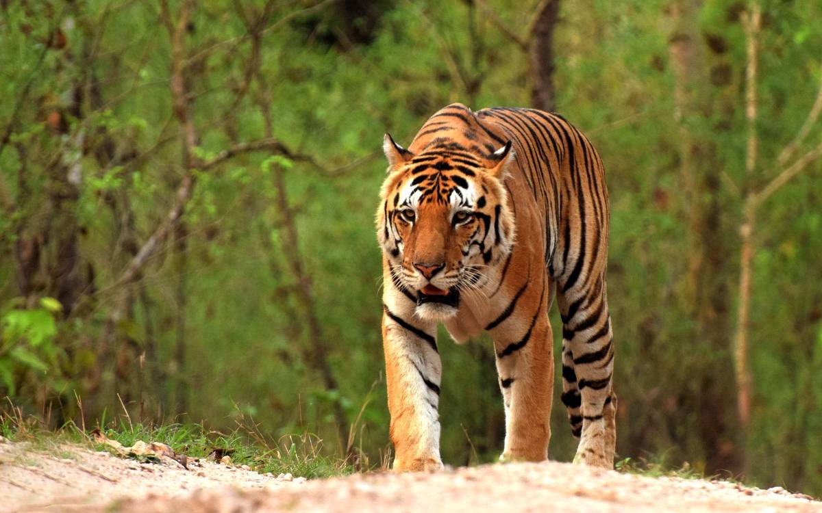 Kanha National Park